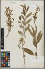 Foto von Salix alba L. x Salix fragilis L.